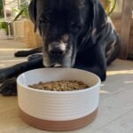 Mora Ceramic Pet Bowl - Large Food/Water Dish for Large Dogs, Cats, Great Dane, Mastiff - 50oz or 8 Cups - Basic Bowls - Vanilla White - Image 5