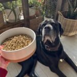 Mora Ceramic Pet Bowl - Large Food/Water Dish for Large Dogs, Cats, Great Dane, Mastiff - 50oz or 8 Cups - Basic Bowls - Vanilla White - Image 6