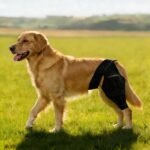 Dog Knee Brace for ACL CCL Support, Hind Leg Mobility Support - Image 7