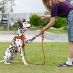 Sunraymascota 5FT Dog Leash Puppy Cat Rope Lead for Small Medium Large Dogs - Image 7