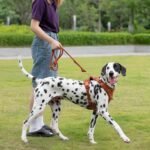 Sunraymascota 5FT Dog Leash Puppy Cat Rope Lead for Small Medium Large Dogs - Image 8