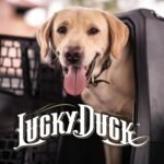 Lucky Dog Kennel, Durable Crash Tested Portable Dog Crates, Medium - Image 8