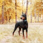 Haapaw Escape-Proof Martingale Dog Collar, Turquoise, L - Image 4