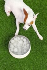 STANLEY Pet Bowl with Lid, 24 oz (3 Cups), Rose Quartz - Image 5