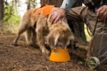 Ruffwear, Bivy Collapsible Dog Bowl, 60 fl oz, Salamander Orange, Medium - Image 3