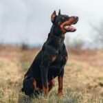 Tactical Dog Collar Heavy Duty Metal Buckle Collars for Medium Large Dogs - Image 7