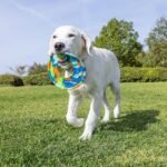 Chuckit! EcoFetch Flyer Rubber Dog Toy, Medium (8 Inch Diameter) Pack of 1, for Breeds 20-60 lbs - Image 6
