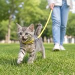 45 Pcs Puppy Collar and Leash, Colorful Adjustable Dog Collars with Marker Straps Soft Polyester Paw Pet Puppy Collar Quick Release Buckle for Small Dogs Walking Training (Detachable Bell) - Image 2
