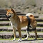 CHAMIN Dog Hip Brace, Support for Hip Dysplasia, Joint Pain Relief(Large) - Image 2