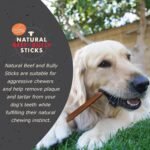 Canine Naturals Beef and Bully Sticks for Dogs, Odor Free, Medium 4 Count - Image 2