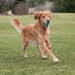 Chew King Fetch Balls Extremely Durable Natural Rubber Toy 2.5 inch, 8-pack (CM-0264-CS01) - Image 2