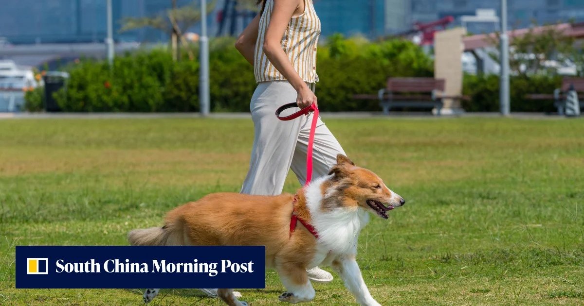 China tech city dog-walking limits criticised; some question ‘how dogs can get some sunshine’