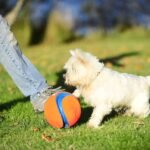 Chuckit! Kick Fetch Ball Dog Toy, Large, 8in, for Large Dogs, Floats - Image 2