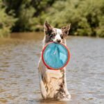 Chuckit! Paraflight Flying Disc Dog Toy, Floats, Size Large, 1 Pack - Image 2
