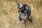Chuckit! Ultra Rubber Dog Ball, Floating Fetch Toy, Medium 2.5-in, 2-Pack - Image 2