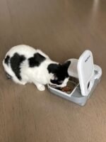 Closer Pets 2-Meal Automatic Feeder, 400g Per Bowl, Wet & Dry Food, White - Image 2