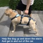 Coodeo Dog Lift Harness, Full Body Support & Recovery Sling, Pet Rehabilitation Lifts Vest for Old Dog with Arthritis Walk(Bule,L) - Image 2