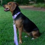 Country Brook Petz - Martingale Dog Collar - Heavy-Duty Training Collar with No Buckle - Service Dog Collar for All Pups - 20 Vibrant Colors (Lavender, 1 Inch, Medium) - Image 2