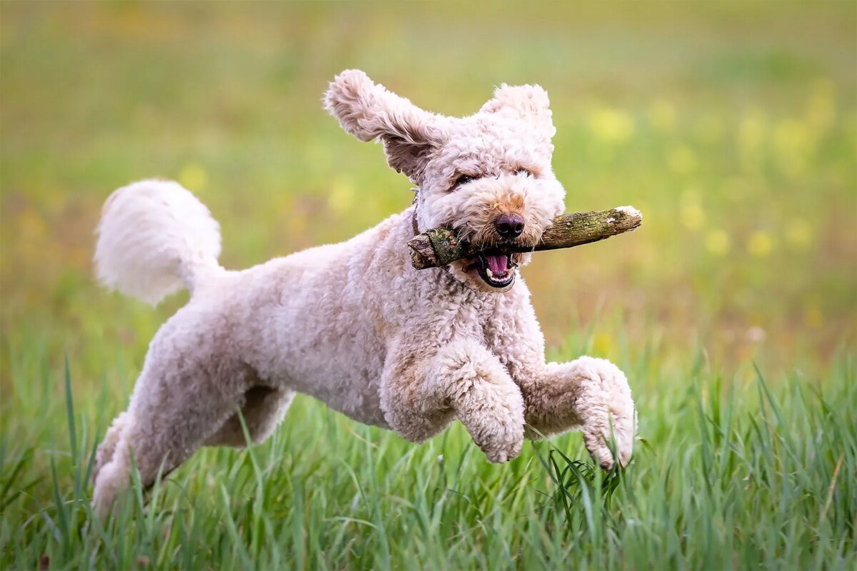 Dog - Breeds, Behavior, Training