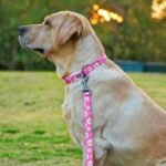 Dog Collar and Leash Set, Cute Pink Daisy Pattern, Polyester Material, 5ft Leash, for Small Dogs.(S, Daisy Set) - Image 2