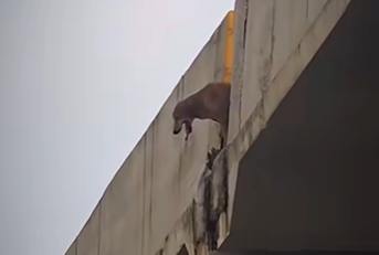 Dog’s Tragic Death Raises Questions Over Porvorim Flyover Safety