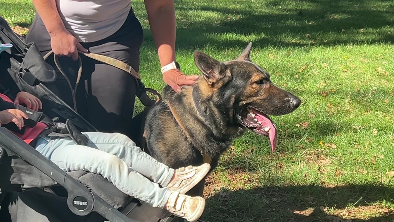 From family pet to protector: Durham dog trainer teaches German shepherd focus and control