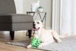 JW Pet HOL-ee Roller, Natural Rubber, Large 5.5in, Colors May Vary - Image 2