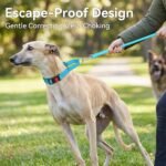 Joytale Martingale Collar for Dogs, Escape Proof No Pull, Sky Blue, M - Image 2