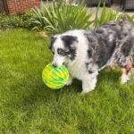 KONG FlexBall Interactive Fetch Toy, Floats in Water, for X-Large Dogs - Image 2