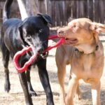 KONG Tug Toy, Natural Rubber Dog Toy for Tug of War, for Medium/Large Dogs - Image 2