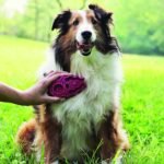 KONG - ZoomGroom - Dog Brush for Grooming and Shampooing - Blue Brush for Large Dogs - Image 2