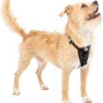 Kurgo Enhanced Strength Tru-Fit Smart Harness, Black, Small