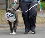 Kuwait sets strict dog ownership rules, violators face jail terms, fines
