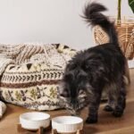 LE TAUCI PET Ceramic Dog and Cat Bowl Set with Acacia Wood Stand – 2 Cup Weighted Non-Slip Food and Water Bowls for Small Dogs & Cats, Lines + Dot