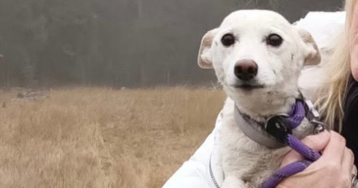 Luna, a small dog missing for over a month in Yellowstone, is reunited with her owners