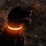 MASBRILL LED Dog Collar - Rechargeable, Waterproof, Glow Collar for Small to Large Dogs - Image 2