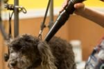 METROVAC MB-3 Air Force Master Blaster 8.0 HP Dog Hair Dryer Made in USA - Image 2