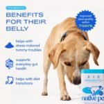 Native Pet Probiotics for Dogs – Dog Probiotic Powder for Gut & Digestive Health, Vet-Formulated 6B CFUs Dog-Specific Probiotic Strains, Supports Stool Quality & Diet Transitions – 60 Scoops - Image 2