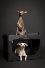 Noah & Paw Collapsible Dog Crate, 26 in Soft Medium Dog Crate, 900D Oxford - Image 2