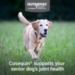 Nutramax Cosequin Dog Joint Supplement for Senior Dogs, Soft Chews, 60ct - Image 2