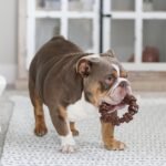 Nylabone Power Chew Customer Favorites Dog Chew Toys, 3 Count, Large - Image 2