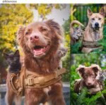 ONETIGRIS Dog Backpack for Medium & Large Dogs, Nylon Backpack for Dogs Tactical Pet Backpack with Side Pockets for Hiking Walking Training Running (Brown, Medium) - Image 2