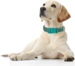 Orange Reflective Dog Collars, Highly Reflect Safety Neoprene Padded Basic Cat Collar Durable Soft Nylon Hunting Puppy Collar Adjustable for Xs Small Medium Large Boy Girl Pet Dogs, XSmall - Image 2