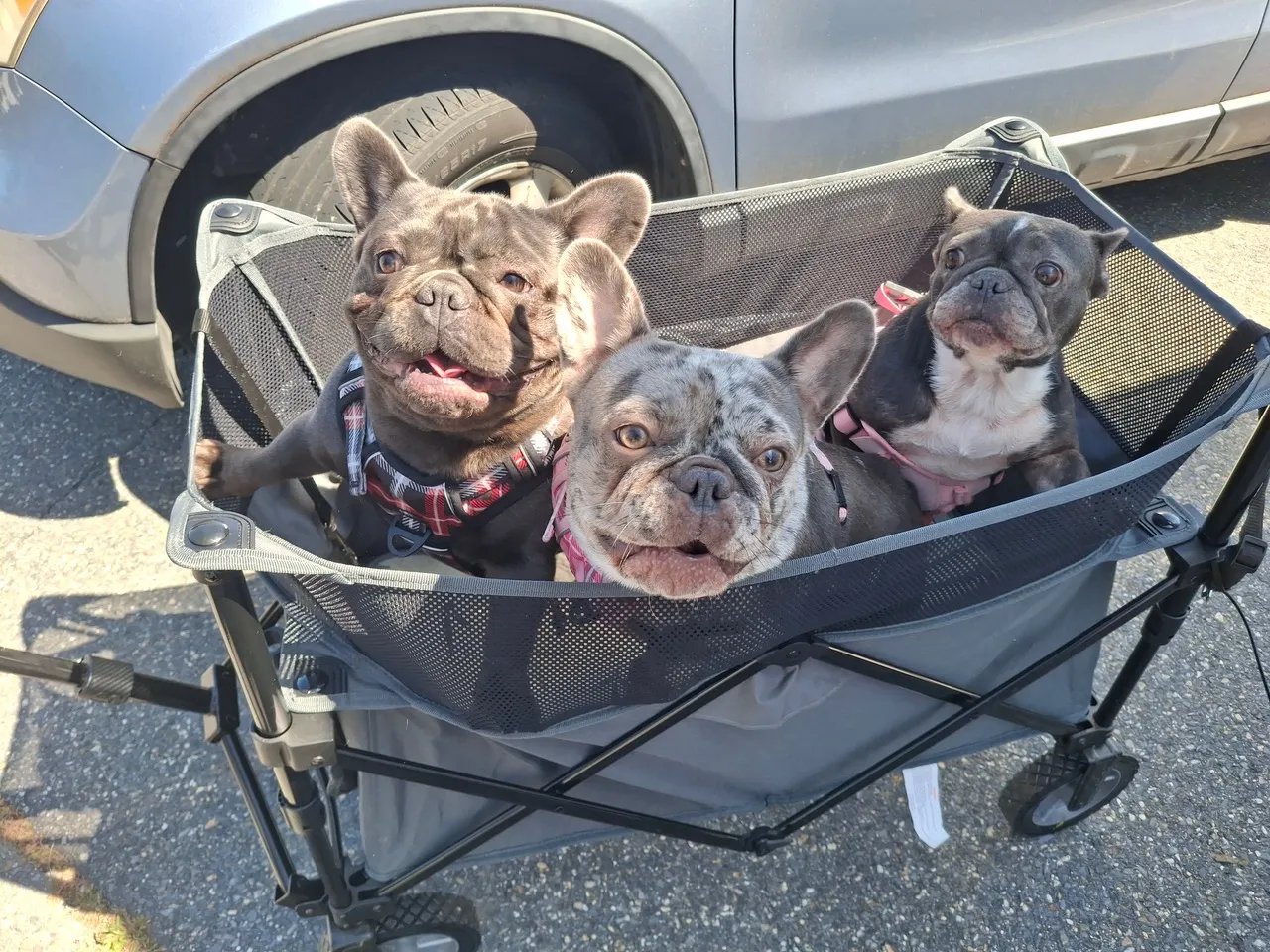 Pet Talk: Want to breed Frenchies? Just don’t do it