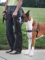 PetSafe Easy Walk Deluxe Dog Harness, No Pull Dog Harness – Perfect for Leash & Harness Training – Stops Pets from Pulling and Choking on Walks – Large, Steel - Image 2