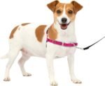 PetSafe Easy Walk Harness, No Pull Dog Harness, Raspberry, Small