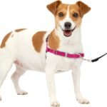 PetSafe Easy Walk Harness, No Pull Dog Harness, Raspberry, Small