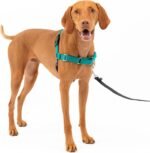 PetSafe Easy Walk Harness, No Pull Dog Harness, Teal, Medium