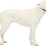 PetSafe Gentle Leader No Pull Dog Headcollar, Royal Blue, Large
