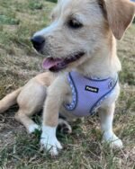 Petank Dog Harness for Small Medium Dogs No Pull, Puppy Harness and Leash Set, Step in Dog Harness for Walking, Running, Training, Small Dog Vest(Purple, S) - Image 2